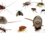 Cómo acabar insectos comunes