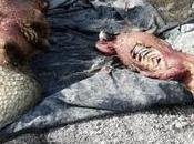 quitan piel cocodrilos Huasteca Potosina forma ilegal