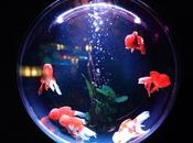 Todo necesario para construir primera pecera, Peceras.info