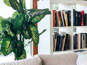 Donde comprar plantas naturales online