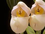 .Anguloa uniflora