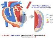Regeneración Cardíaca utilizando Células Madres Duales