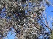 Eucalipto adorno (Eucalyptus cinerea)