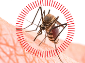 Mosquito: Rentokil Initial recomienda medidas para prevenir picaduras