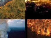 Bolsonaro acusa estar detrás incendios Amazonía