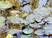 LIB-ÁNDOTE JAPONÉS 愛している