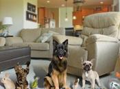 Mascota Planet explica cómo mantener hogar limpio teniendo mascota