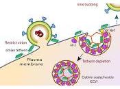¿Como Primeros Humanos evitaron Virus Inmunodeficiencia?
