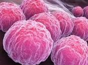 Vacuna contra Clamidia pasa éxito fase