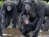 Consciencia ayuda acabar nuestros Instintos Animales