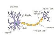 Desarrollan Compuesto Reconstruye Células Nerviosas