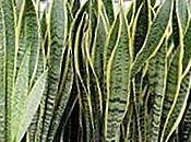 Variedades Sansevieria