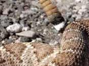 Tremendo hallazgo serpiente cascabel mutante. Video