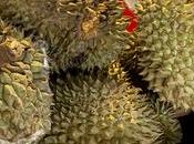 ¿Sabe huele durian realmente pedo? Todo necesitas saber sobre esta fruta.