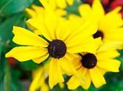 Como botones rodeados pétalos amarillos