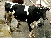 Mercado Nacional Ganados Torrelevega septiembre: repunte precio vacas leche