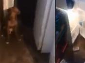 Mujer abastecía refrigerador perros muertos para venderlos como carne enchilada Puebla (VIDEO