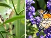 Plantas atraen Mariposas