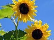 girasol