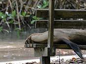 Siesta junto mangle