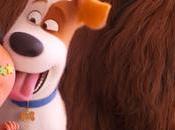 Mascotas -fuegos artificiales