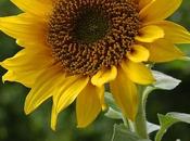 conjetura girasol