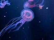 acuario Loro Parque exhibe especies diferentes medusas autorreproducidas primera España