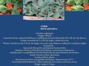 Coral Salvia splendens