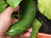 Gazpacho casero, propiedades asombrosas alimento refrescante