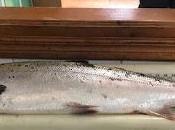nueva normativa pesca dará puntilla salmón