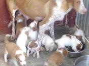 PODENQUITA cachorritos perrera. Valencia