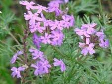 Salvia guaranítica