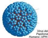 ¿Cómo afecta virus papiloma humano?