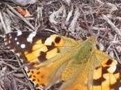 Nuevas generaciones mariposas