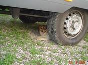 MIMO. Perrito hogar triste. GPAR