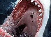 Tiburones