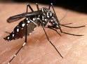 ¿Por pican mosquitos?