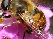 abeja muerta muerte anunciada sobre vida tierra