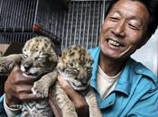 Perra amamanta "ligres"