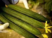 Polonia lamenta Alemania haya identificado origen infección