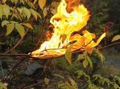 ¡Arde bosque!