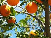 tiempo naranjas