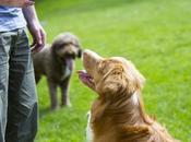 ¿Como entrenar perro?
