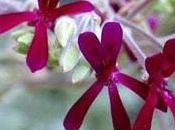 ¿Qué para sirve Pelargonium Sidoides?