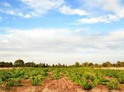 Quintas Cepas Viejas 2017