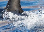 ¡Día histórico EE.UU.!: gobierno aprueba eliminación venta aletas tiburón