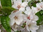 Cerezo flor