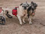 Vive primera Feria Mestizos Providencia este sábado diciembre