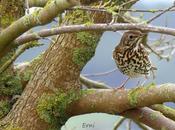 Aves comunes