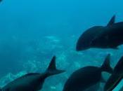 metros bajo Barbados